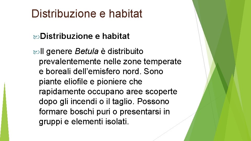 Distribuzione e habitat Distribuzione Il e habitat genere Betula è distribuito prevalentemente nelle zone