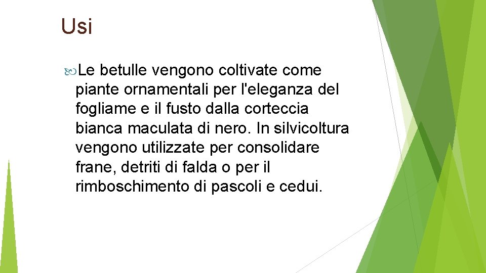 Usi Le betulle vengono coltivate come piante ornamentali per l'eleganza del fogliame e il