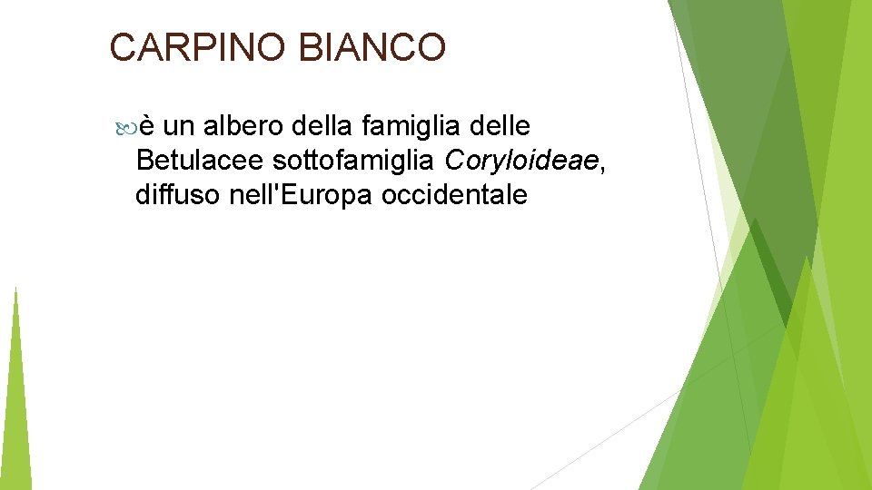 CARPINO BIANCO è un albero della famiglia delle Betulacee sottofamiglia Coryloideae, diffuso nell'Europa occidentale