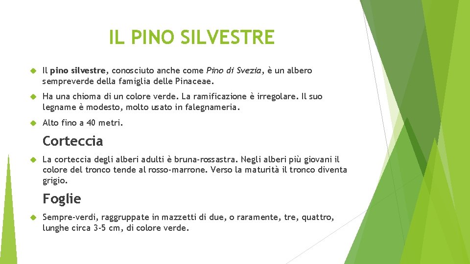 IL PINO SILVESTRE Il pino silvestre, conosciuto anche come Pino di Svezia, è un