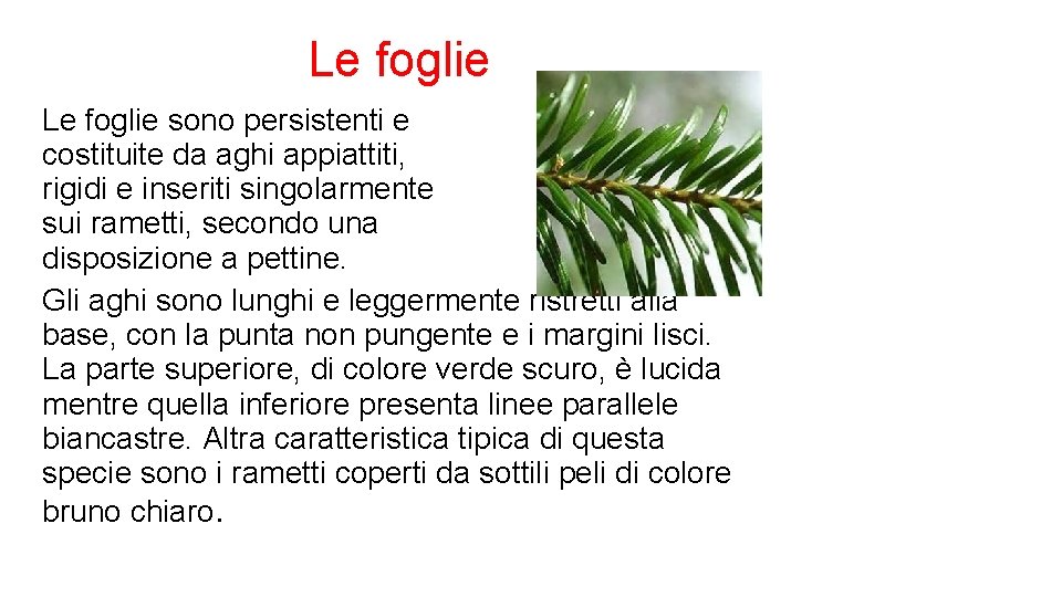 Le foglie sono persistenti e costituite da aghi appiattiti, rigidi e inseriti singolarmente sui