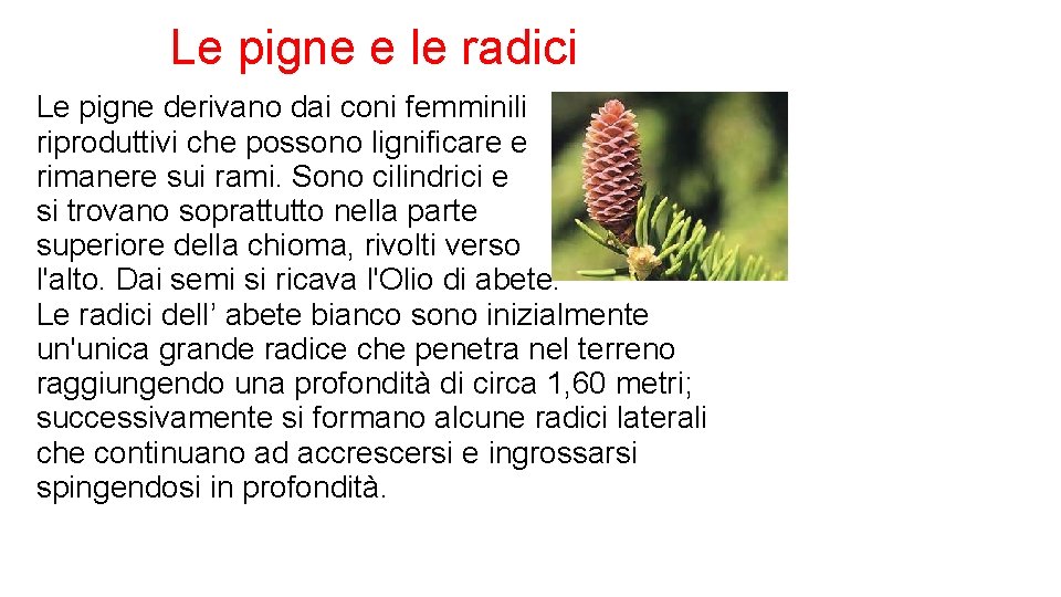 Le pigne e le radici Le pigne derivano dai coni femminili riproduttivi che possono