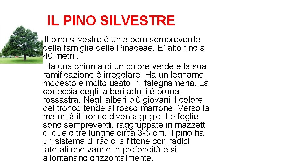 IL PINO SILVESTRE Il pino silvestre è un albero sempreverde della famiglia delle Pinaceae.