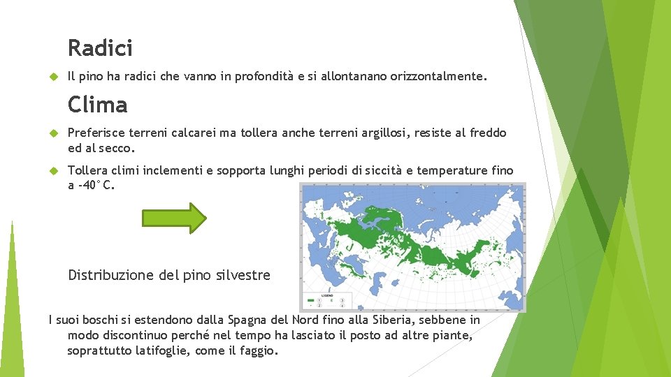 Radici Il pino ha radici che vanno in profondità e si allontanano orizzontalmente. Clima