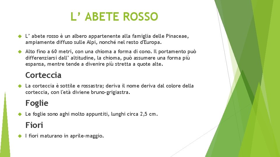 L’ ABETE ROSSO L’ abete rosso è un albero appartenente alla famiglia delle Pinaceae,