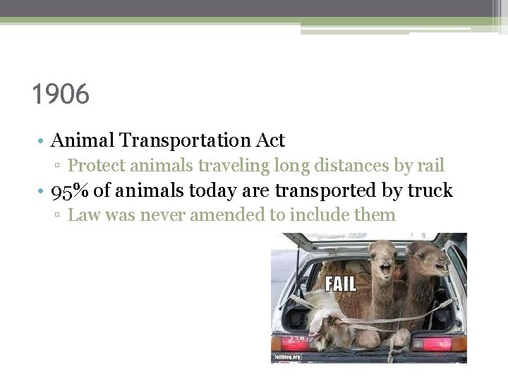 1906 • Animal Transportation Act ▫ Protect animals traveling long distances by rail •