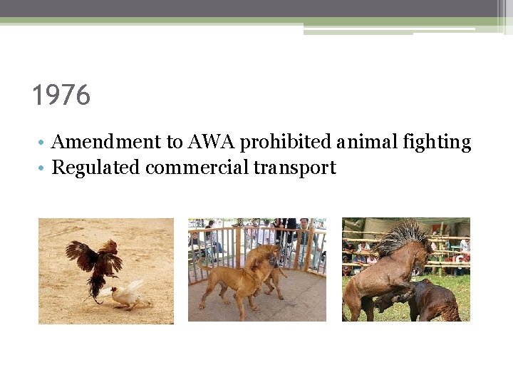 1976 • Amendment to AWA prohibited animal fighting • Regulated commercial transport 