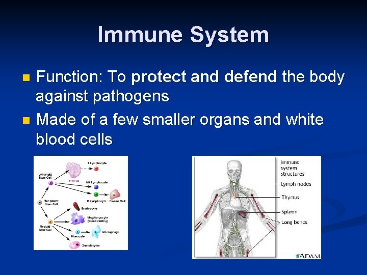 Immune System Function: To protect and defend the body against pathogens n Made of