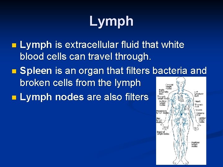 Lymph is extracellular fluid that white blood cells can travel through. n Spleen is