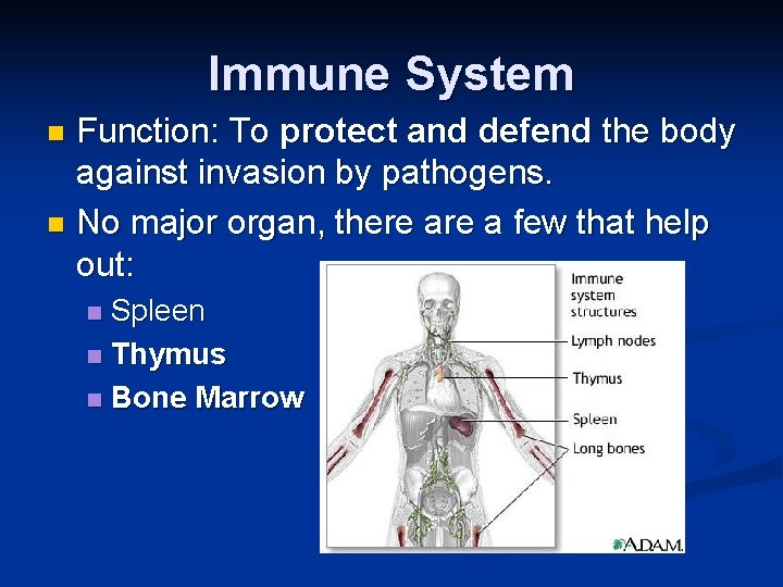 Immune System Function: To protect and defend the body against invasion by pathogens. n