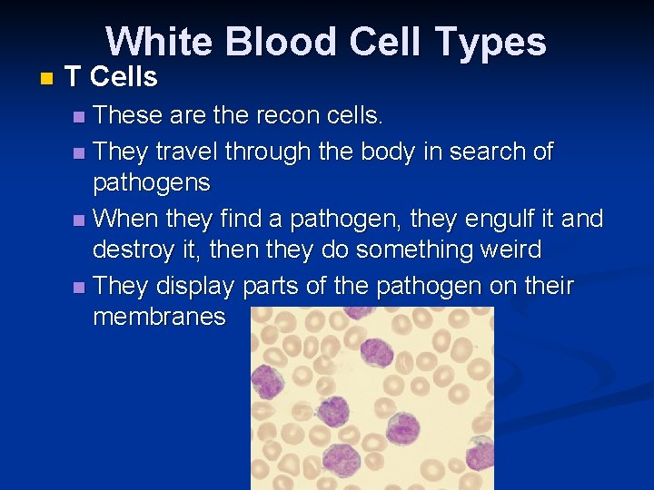 White Blood Cell Types n T Cells These are the recon cells. n They