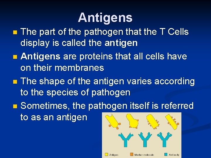 Antigens The part of the pathogen that the T Cells display is called the