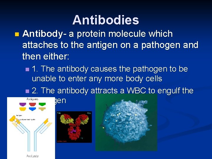 Antibodies n Antibody- a protein molecule which attaches to the antigen on a pathogen