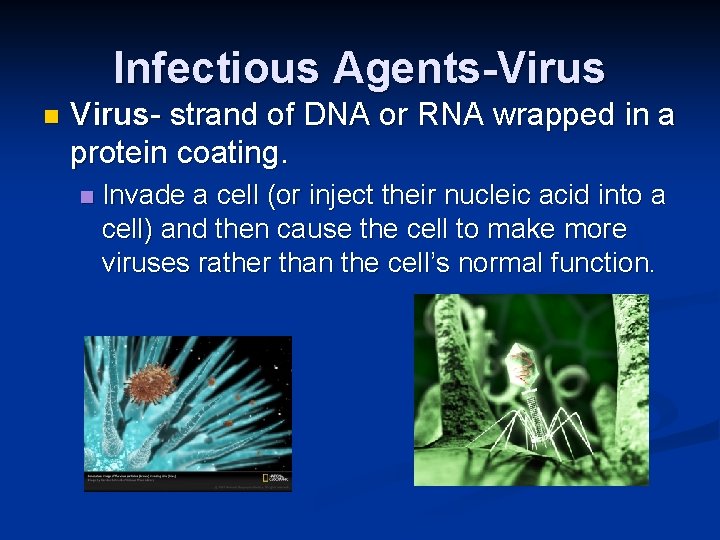 Infectious Agents-Virus n Virus- strand of DNA or RNA wrapped in a protein coating.