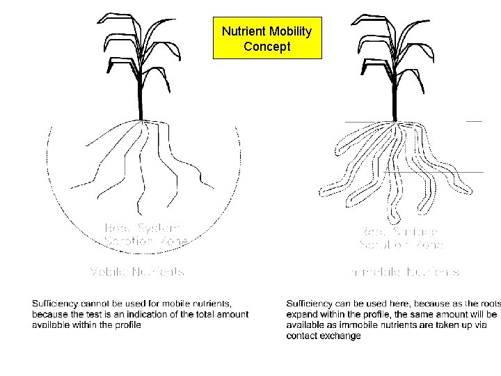 Nutrient Mobility Concept Nutrient Mobility Concept