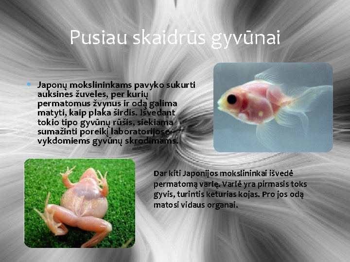 Pusiau skaidrūs gyvūnai Japonų mokslininkams pavyko sukurti auksines žuveles, per kurių permatomus žvynus ir