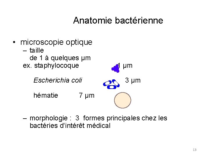 Anatomie bactérienne • microscopie optique – taille de 1 à quelques µm ex. staphylocoque