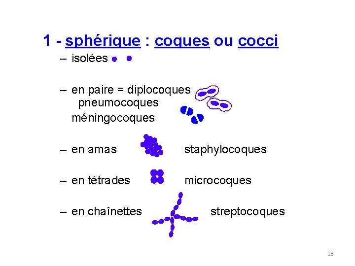 1 - sphérique : coques ou cocci – isolées – en paire = diplocoques