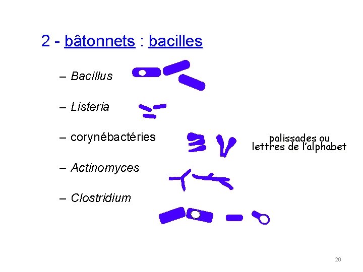 2 - bâtonnets : bacilles – Bacillus – Listeria – corynébactéries palissades ou lettres