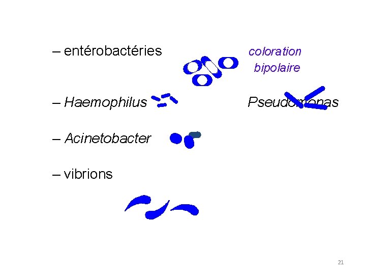 – entérobactéries coloration bipolaire – Haemophilus Pseudomonas – Acinetobacter – vibrions 21 