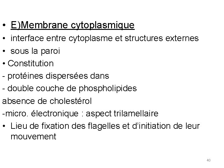  • E)Membrane cytoplasmique • interface entre cytoplasme et structures externes • sous la