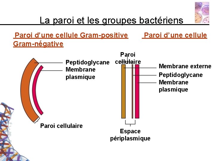 La paroi et les groupes bactériens Paroi d’une cellule Gram-positive Gram-négative Paroi d’une cellule