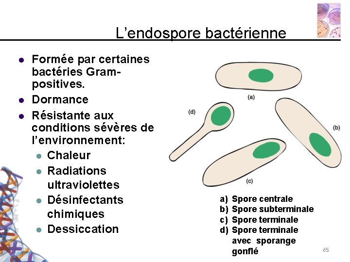 L’endospore bactérienne Formée par certaines bactéries Grampositives. Dormance Résistante aux conditions sévères de l’environnement: