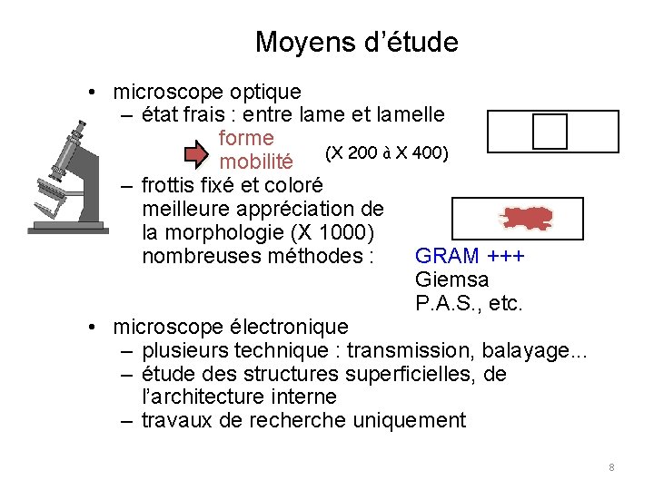 Moyens d’étude • microscope optique – état frais : entre lame et lamelle forme