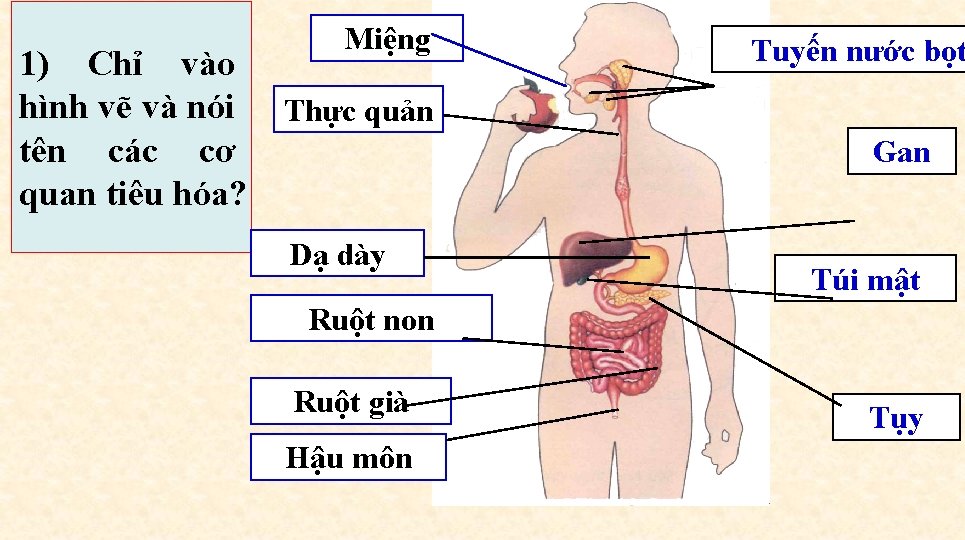 1) Chỉ vào hình vẽ và nói tên các cơ quan tiêu hóa? Miệng