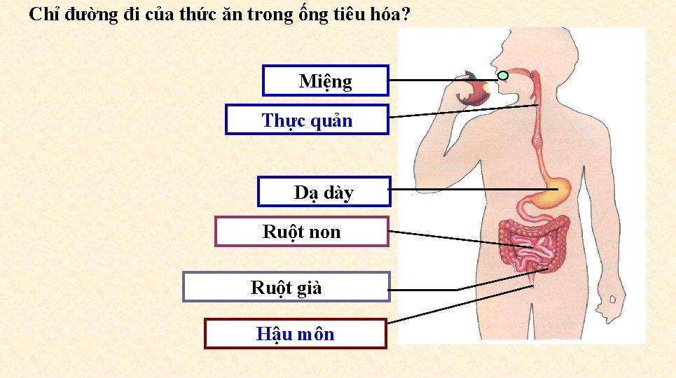 Chỉ đường đi của thức ăn trong ống tiêu hóa? Miệng Thực quản Dạ