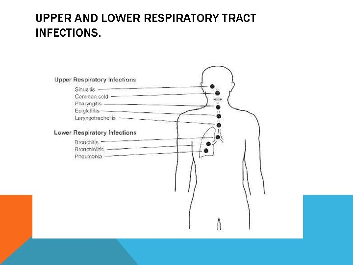 UPPER AND LOWER RESPIRATORY TRACT INFECTIONS. 