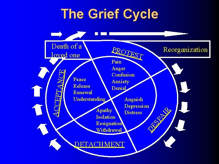 The Grief Cycle PROT Reorganization EST DETACHMENT R AI Apathy Isolation Resignation Withdrawal Anguish