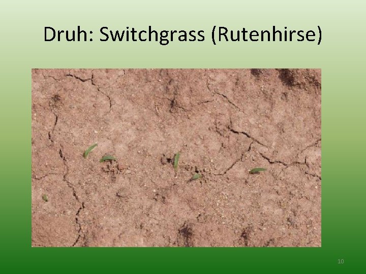 Druh: Switchgrass (Rutenhirse) 10 