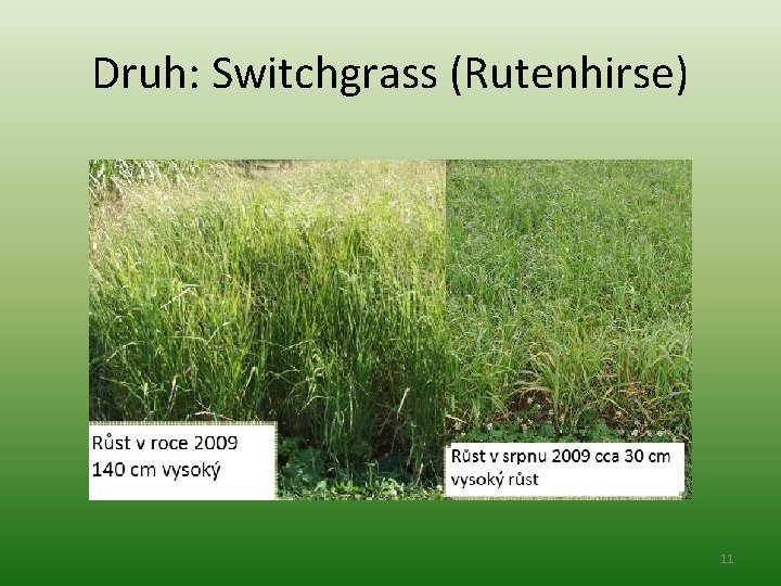 Druh: Switchgrass (Rutenhirse) 11 