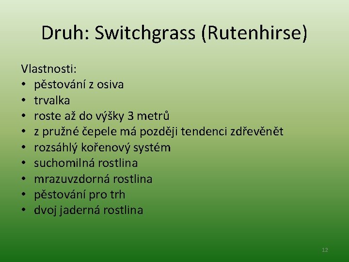 Druh: Switchgrass (Rutenhirse) Vlastnosti: • pěstování z osiva • trvalka • roste až do