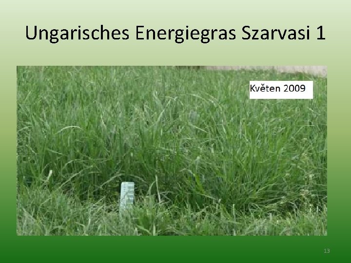 Ungarisches Energiegras Szarvasi 1 13 