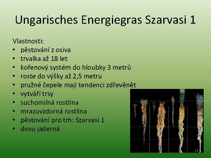 Ungarisches Energiegras Szarvasi 1 Vlastnosti: • pěstování z osiva • trvalka až 18 let