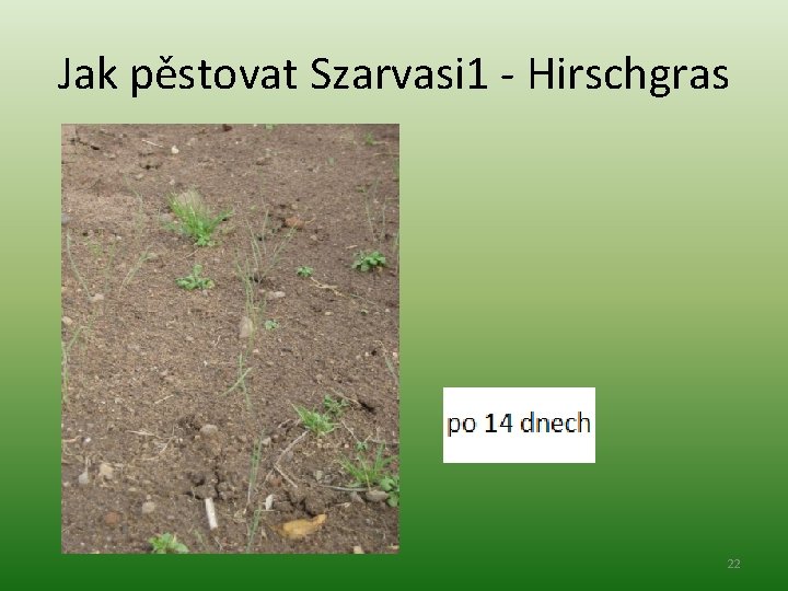 Jak pěstovat Szarvasi 1 - Hirschgras 22 
