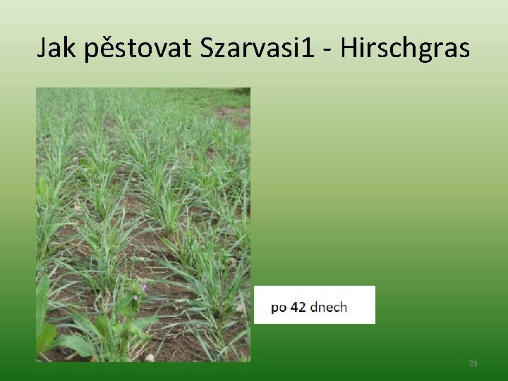 Jak pěstovat Szarvasi 1 - Hirschgras 23 