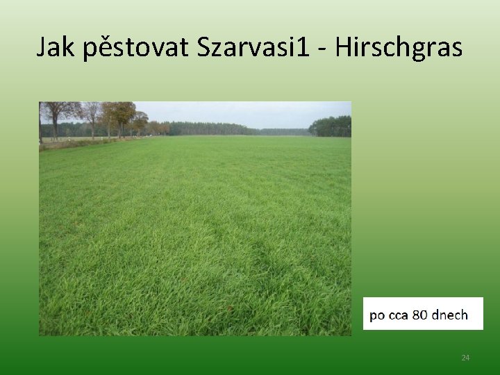 Jak pěstovat Szarvasi 1 - Hirschgras 24 