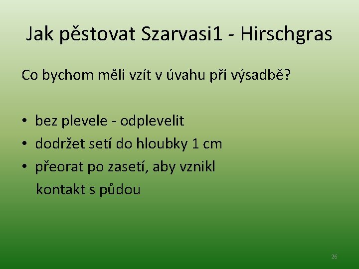 Jak pěstovat Szarvasi 1 - Hirschgras Co bychom měli vzít v úvahu při výsadbě?