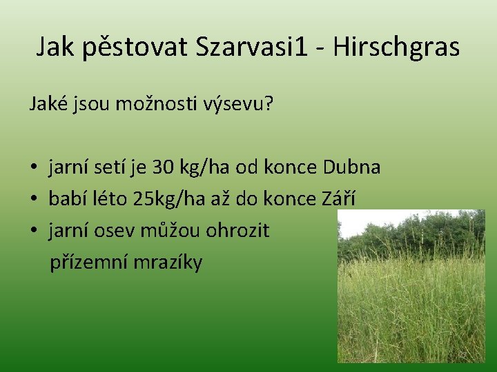 Jak pěstovat Szarvasi 1 - Hirschgras Jaké jsou možnosti výsevu? • jarní setí je