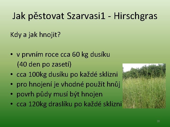 Jak pěstovat Szarvasi 1 - Hirschgras Kdy a jak hnojit? • v prvním roce