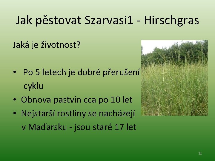 Jak pěstovat Szarvasi 1 - Hirschgras Jaká je životnost? • Po 5 letech je