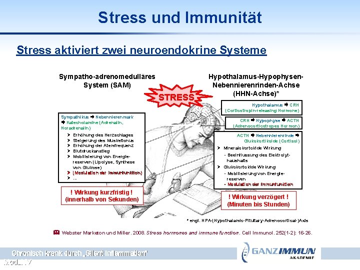 Stress und Immunität Stress aktiviert zwei neuroendokrine Systeme Sympatho-adrenomedulläres System (SAM) STRESS Sympathikus Nebennierenmark