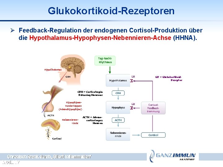 Glukokortikoid-Rezeptoren Ø Feedback-Regulation der endogenen Cortisol-Produktion über die Hypothalamus-Hypophysen-Nebennieren-Achse (HHNA). Tag-Nacht. Rhythmus Hypothalamus CRH