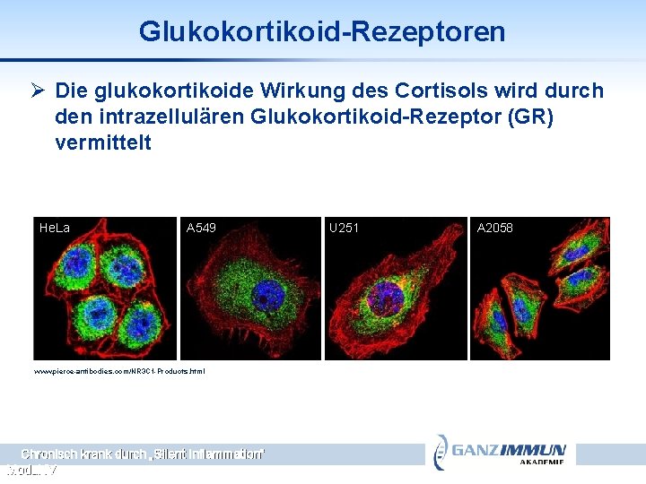 Glukokortikoid-Rezeptoren Ø Die glukokortikoide Wirkung des Cortisols wird durch den intrazellulären Glukokortikoid-Rezeptor (GR) vermittelt