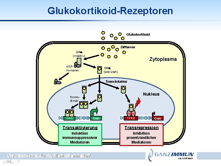Glukokortikoid-Rezeptoren Glukokortikoid Diffusion GRa (inaktiv) Zytoplasma HSPKomplex GRa (aktiviert) Translokation Nukleus Homodimer TF TF