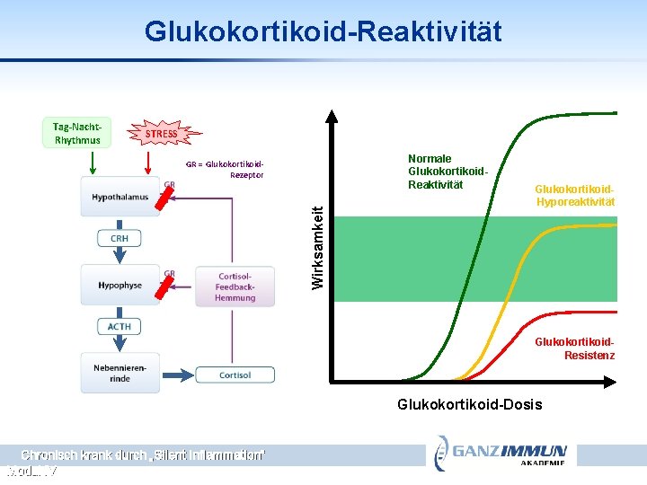 Glukokortikoid-Reaktivität Tag-Nacht. Rhythmus STRESS Normale Glukokortikoid. Reaktivität Wirksamkeit GR = Glukokortikoid. Rezeptor Glukokortikoid. Hyporeaktivität