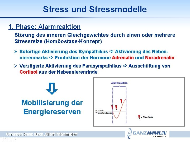 Stress und Stressmodelle 1. Phase: Alarmreaktion Störung des inneren Gleichgewichtes durch einen oder mehrere